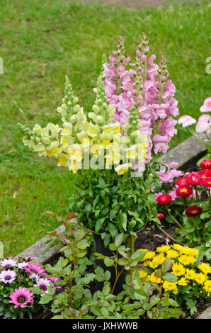 Snapdragon (antirrhinum majus) Stockfoto