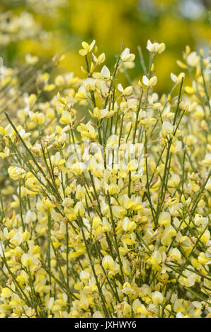 Warminster Ginster (cytisus x Beurre) Stockfoto