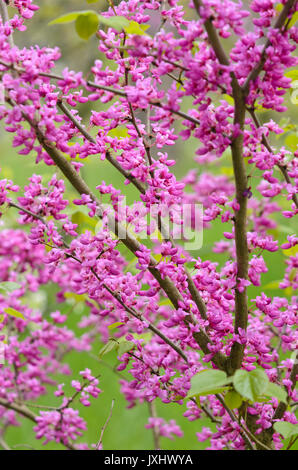 Chinesische redbud (Cercis chinensis) Stockfoto