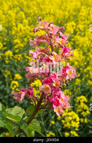 Rote Rosskastanie (Aesculus x oleracea) Stockfoto