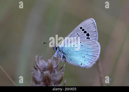 Green-Underside Blau (Glaucopsyche alexis), erwachsenen männlichen ruht auf Wiese Pflanze, Orchidee Paradise Wasserliesch, Mosel Stockfoto