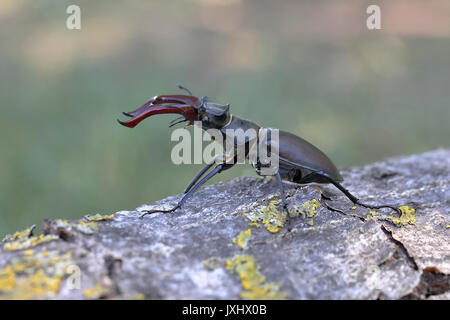 Hirschkäfer (Lucanus cervus), männlich auf Pappel Baumstamm, Nationalpark Neusiedler See, Burgenland, Österreich Stockfoto