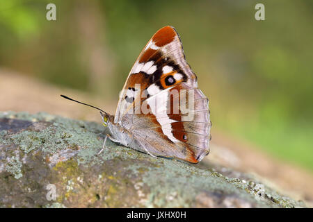 Lila Kaiser (Colias Iris), Weibliche sitzen auf Stein, Siegerland, NRW, Deutschland Stockfoto