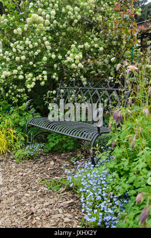 Gefüllte Schneeball (Viburnum opulus 'Roseum') und Vergissmeinnicht (Myosotis) neben einem Garten Bank Stockfoto