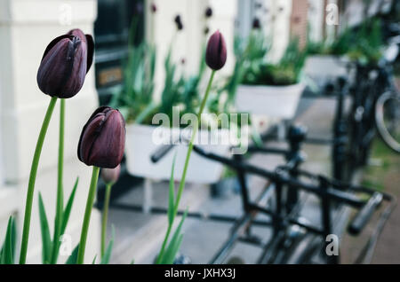 Dunkel lila Tulpe oder schwarze Tulpen im Vordergrund der Fahrräder in einer Straße von Amsterdam, Niederlande Stockfoto