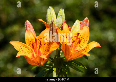 Blühende Feuer Lilie (Lilium bulbiferum) Stockfoto