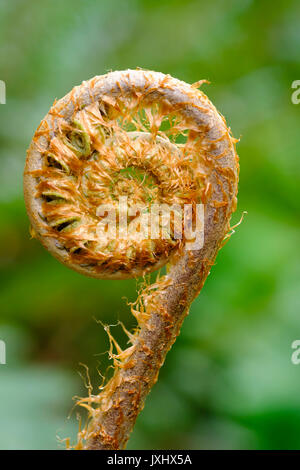 Spirale der Ein junger Farn Blatt (Tracheophyta), Trebah Garden, Mawnan Smith, in der Nähe von Falmouth, Cornwall, England, Vereinigtes Königreich Stockfoto