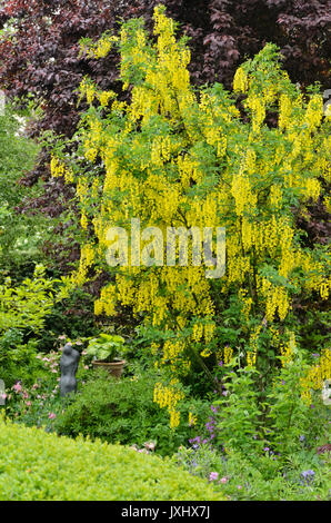 Gemeinsame Goldregen (Laburnum anagyroides) Stockfoto