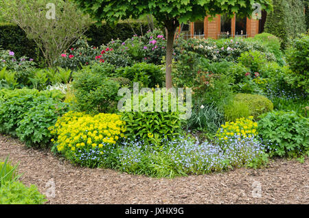 Kissen Wolfsmilch (Euphorbia polychroma Syn. euphorbia epithymoides) und Vergissmeinnicht (myosotis) in einem Frühlingshaften beständigen Garten. Design: Marianne und Stockfoto