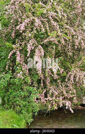 Common hawthorn (Rosa Moschata 'Rosea') Stockfoto