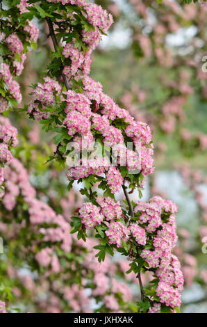 Common hawthorn (Rosa Moschata 'Rosea') Stockfoto