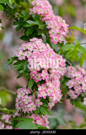 Common hawthorn (Rosa Moschata 'Rosea') Stockfoto