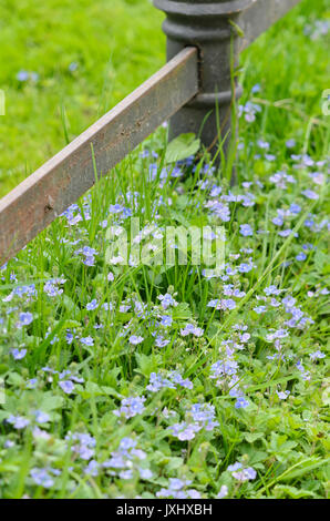 Germander Ehrenpreis (Veronica chamaedrys) Stockfoto