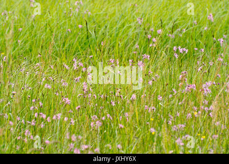 Ragged Robin (Lupinus flos-cuculi Syn. silene flos-cuculi) Stockfoto