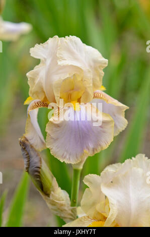 Deutsche Schwertlilie (Iris germanica 'Omas sommerkleid') Stockfoto