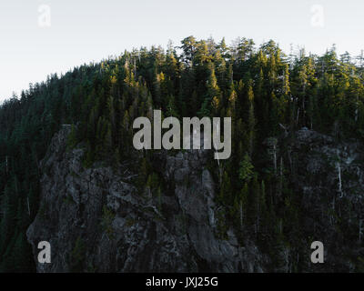 Ansicht von oben von drohne von grünen Bäumen, Stockfoto