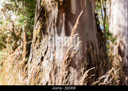 Goldene Gräser in Saatgut in den Vordergrund mit Soft Focus eukalyptus Baumstämme hinter sich. Sonnigen Tag, ruhige, ländliche Atmosphäre. Horizontales Format. Stockfoto