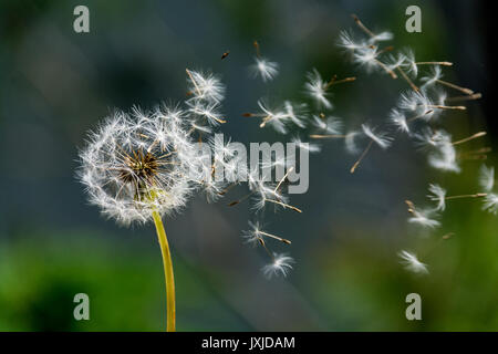 Durchgebrannte Dandelion Clock auf einem unscharfen Hintergrund Stockfoto