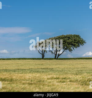 Baum im grünen Gras Feld Stockfoto