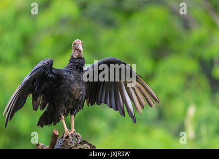 Schwarze Geier, Coragyps atratus verbreitet seine Flügel sitzen auf dem Baum an der Laguna del Lagarto, Boca Tapada, San Carlos, Costa Rica Stockfoto