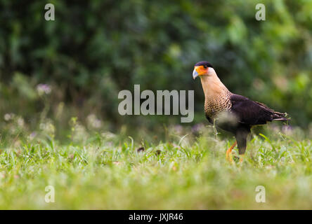 Northern crested Karakara Karakara, cheriway, Wandern auf Gras an der Laguna del Lagarto, Boca Tapada, San Carlos, Costa Rica Stockfoto