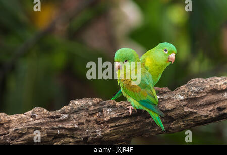 Zwei Orange, dass Sittich, Sperlingsvögel jugularis, sitzen auf dem Baum im Regenwald an der Laguna del Lagarto, Boca Tapada, San Carlos, Costa Rica Stockfoto