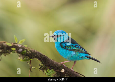 Männliche, Blau, dacnis Dacnis cayana, Türkis honeycreeper Sitzen auf einem Baumstamm im Laguna del Lagarto, Boca Tapada, San Carlos, Costa Rica Stockfoto