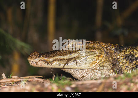 Spectacled Kaiman, Caiman crocodilus, in Wasser in der Nacht liegen, Laguna del Lagarto, Boca Tapada, San Carlos, Costa Rica Stockfoto