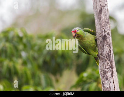 Red Lored Parrot, Amazona autumnalis, sitzend auf einem Baumstamm in die Kamera schauen, Laguna del Lagarto, Boca Tapada, San Carlos, Costa Rica Stockfoto