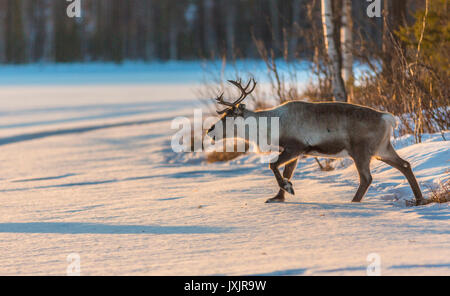 Rentier Rangifer tarandus Wandern im Wald bei Sonnenuntergang in warmen schönen Farben, großen Geweih und viel Schnee auf dem Boden, Norrbotten, Schweden Stockfoto