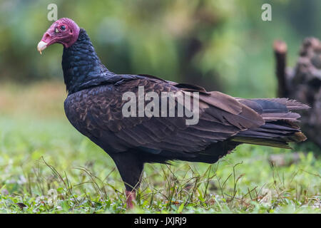 Truthahngeier, Cathartes Aura i Profil an der Laguna del Lagarto, Boca Tapada, San Carlos, Costa Rica Stockfoto