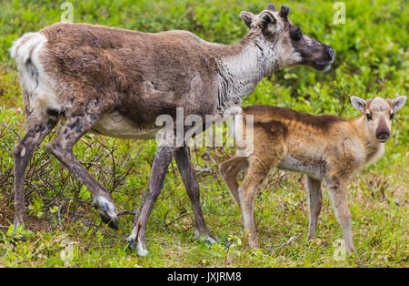 Rentier Kuh, Rangifer tarandeus, mit ihrem Kalb, in die Kamera, Gällivare, Schwedisch Lappland, Schweden suchen Stockfoto