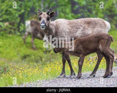 Rentier Kuh, Rangifer tarandeus, mit ihrem Kalb, in die Kamera, Gällivare, Schwedisch Lappland, Schweden suchen Stockfoto