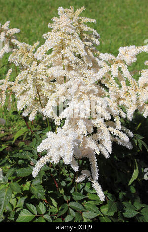 Falsche Spirea Astilbe snowdrift Stockfoto