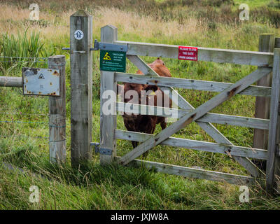 Kalb durch Zaun Stockfoto