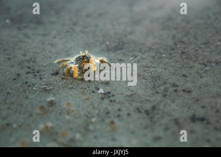 Kleine Krabbe am Strand Stockfoto