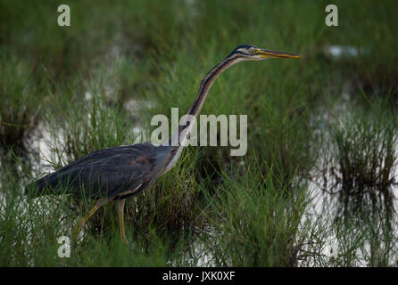 Purpurreiher mit gespannten langen Hals Stockfoto