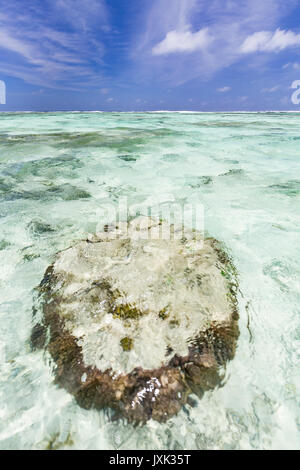 Türkisfarbenes Wasser und Korallenriffe in Anse Source d ' Argent in La Digue, Seychellen Stockfoto