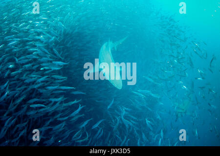 Bronze whaler Haie füttern Sardinen während der Sardine Run, Eastern Cape, Südafrika. Stockfoto