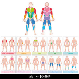 Muskelgruppen - Diagramm mit der größten menschlichen Muskeln - zehn farbige beschriftete Karten - Abbildung auf weißen Hintergrund. Stockfoto