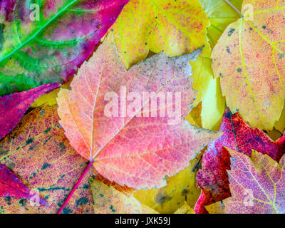 Herbst Blätter von Bäumen auf Wald Boden gefallen Stockfoto