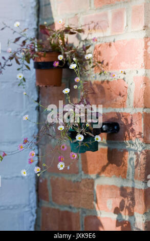Erigeron karvinskianus. Berufskraut Blumen wächst in Töpfen gegen eine Rote Wand. Stockfoto