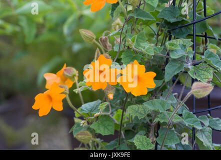 Thunbergia gregorii. Orange clockvine Blume wächst auf einem Wire Frame. Stockfoto