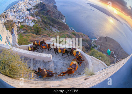 Esel gegen Sonnenuntergang auf der Insel Santorin in Griechenland Stockfoto