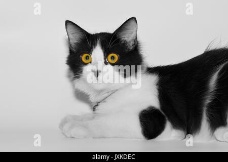 Eine süße Katze, die nach dem Spiel erschöpft war Stockfoto