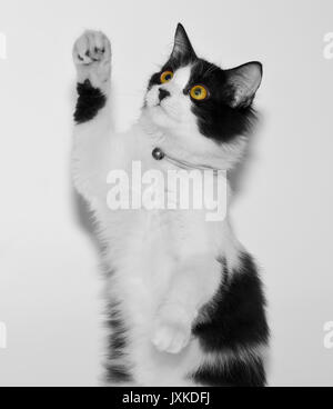 Eine süße Katze, die nach dem Spiel erschöpft war Stockfoto