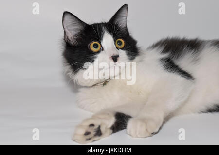 Eine süße Katze, die nach dem Spiel erschöpft war Stockfoto