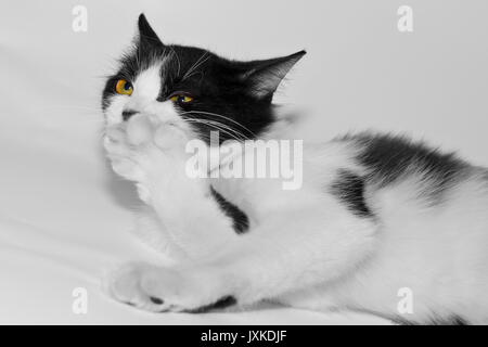 Eine süße Katze, die nach dem Spiel erschöpft war Stockfoto