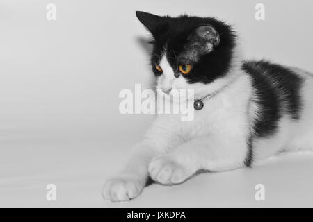 Eine süße Katze, die nach dem Spiel erschöpft war Stockfoto