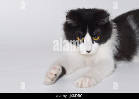 Eine süße Katze, die nach dem Spiel erschöpft war Stockfoto